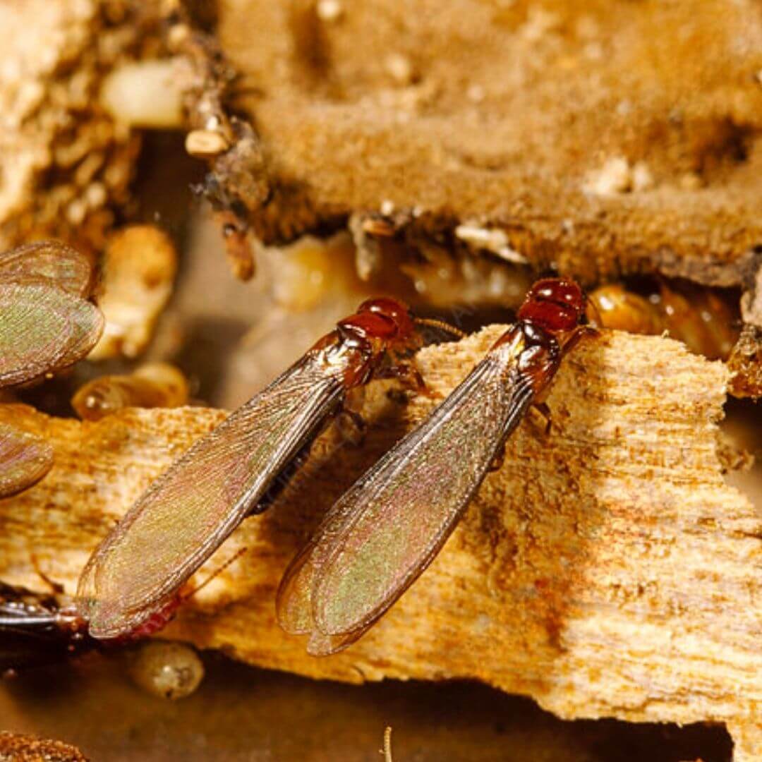 pt-imgs-drywood-termite-1