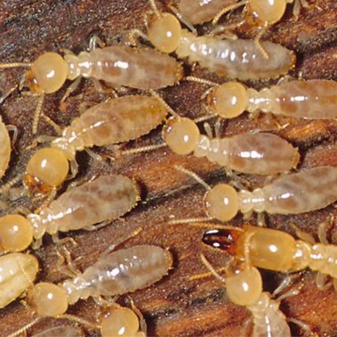 pt-imgs-subterranean-termite-1