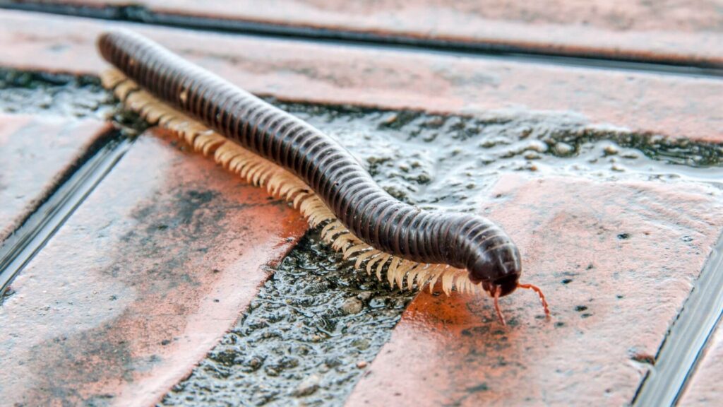 Pt Imgs Millipede 1